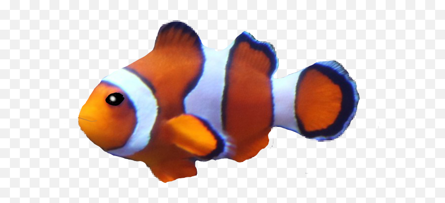 Fish Clownfish Notnemo - Coral Reef Fish Emoji,Clown Fish Emoji