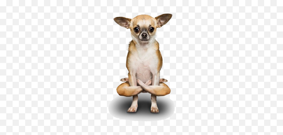 Mammal Png And Vectors For Free - Chihuahua Yoga Emoji,Coffee Poodle Emoji