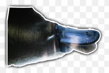 Platypus Stickerpack Stickers For Telegram - Bowie Knife Emoji