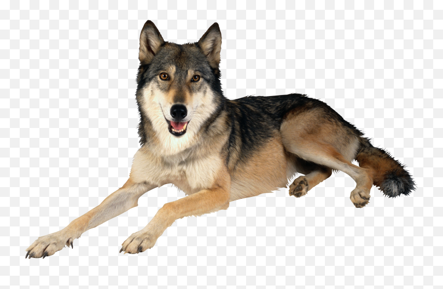 Download - Toys For Dogs Emoji,Wolf Emoji Png