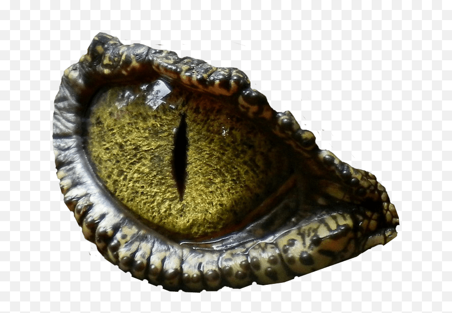 Transparent Eye Png - Dinosaur Eye Transparent Background Dinosaur Eye No Background Emoji,Trex Emoji