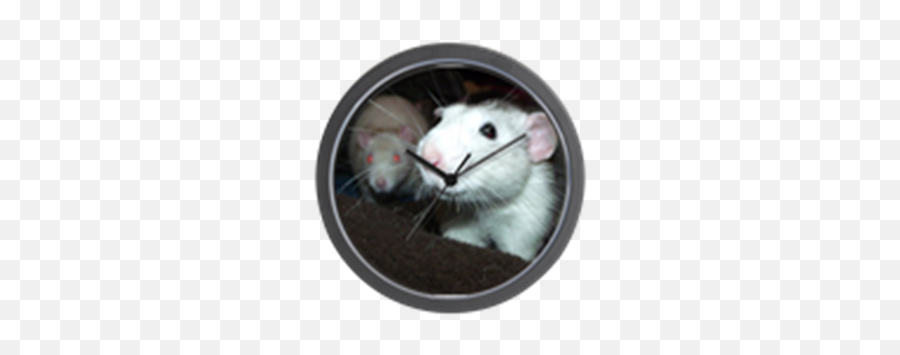 Smiley Rat Wall Smiley Rat - Rat Emoji,Rat Emoticon