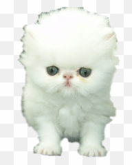 Emoji Keyboard And Imessage Stickers - Persian Cat White Cats