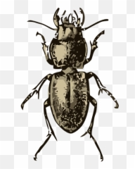Scarabeo Blu Di Margine - Beetles Emoji