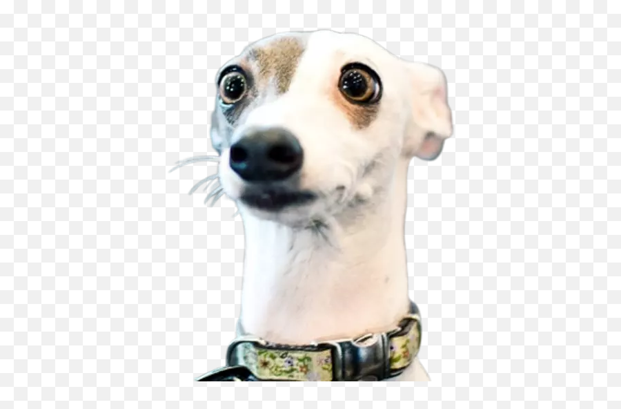Dogmoji - Dog Looking Surprised Emoji,Weiner Emoji