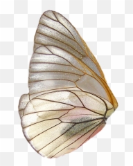 Moth Butterfly Wing Pretty Png Moodboard Freetoedit - Butterfly Wing Png Emoji,Moth Emoji
