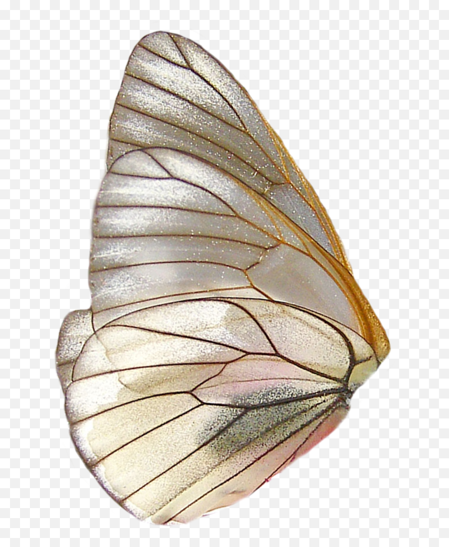 Moth Butterfly Wing Pretty Png Moodboard Freetoedit - Butterfly Wing Png Emoji,Moth Emoji
