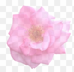 Free Graphic Flora Images - Rose Emoji