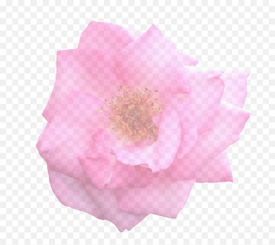 Free Graphic Flora Flora Images - Rose Emoji,Roses Emoticon