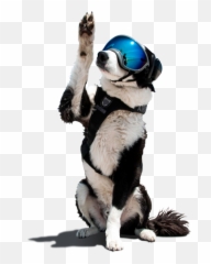 Piper The Airport K - 9 U2013 Wildlife Control Team At Cherry Piper Salute Emoji,Salute Emoji