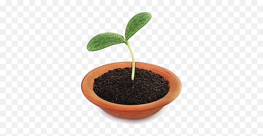 Seedling Png And Vectors For Free - Houseplant Emoji,Seedling Emoji