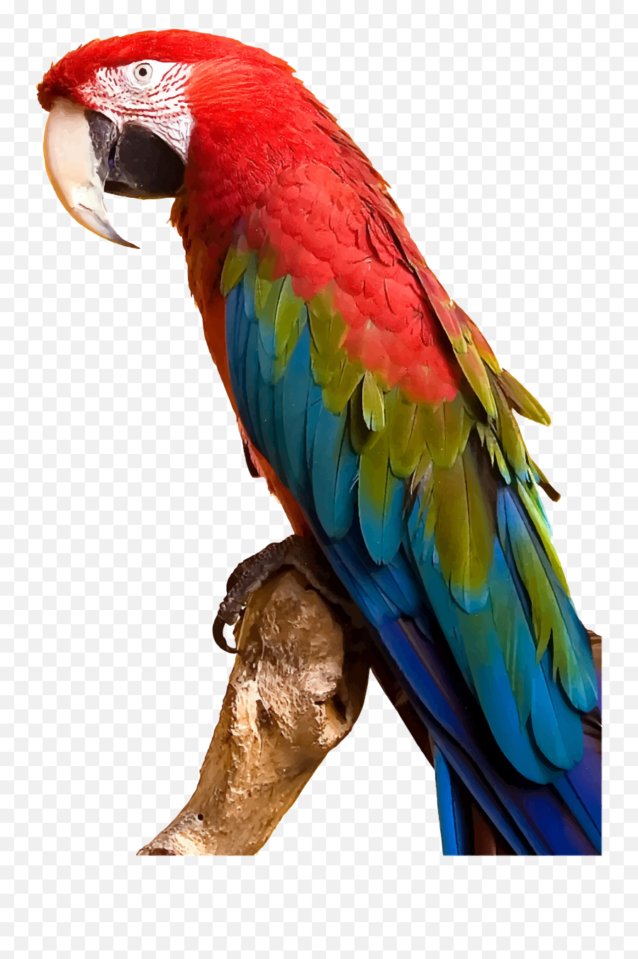 Vector Parrot Tropical Bird Transparent U0026 Png Clipart Free - Macaw Parrot Png Emoji,Parakeet Emoji