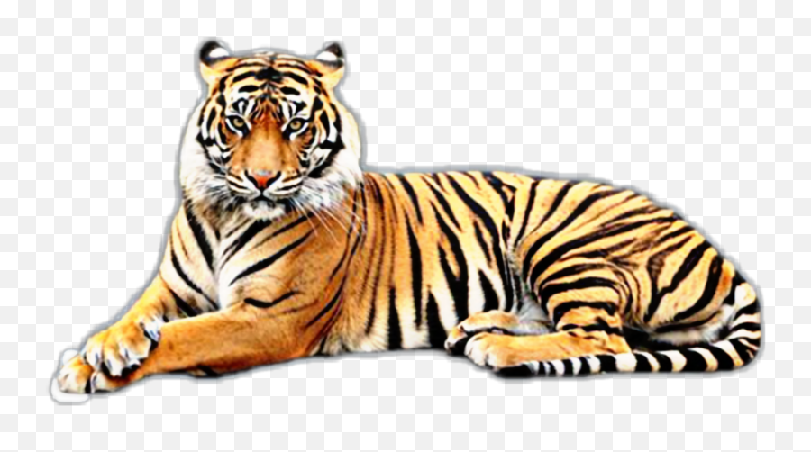 Tiger Stickers - Transparent Background Tiger Png Emoji,Tiger Emoji