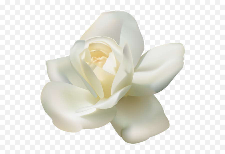 White Rose Clipart Transparent - Transparent Background White Rose Emoji,White Rose Emoji