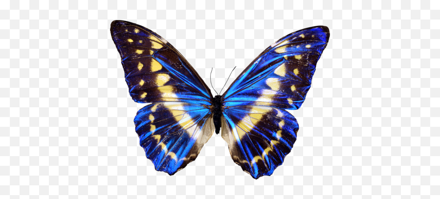 Butterfly Images - Butterfly Pictures For Printing Emoji,Butterfly Emoticon
