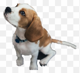 Beagle - Brown And White Beagle Emoji,Beagle Emoji