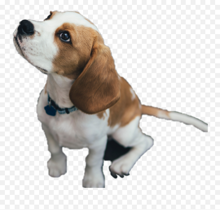 Beagle - Brown And White Beagle Emoji,Beagle Emoji