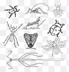 Insects Bugs Beetle - Realistic Coloring Page Emoji