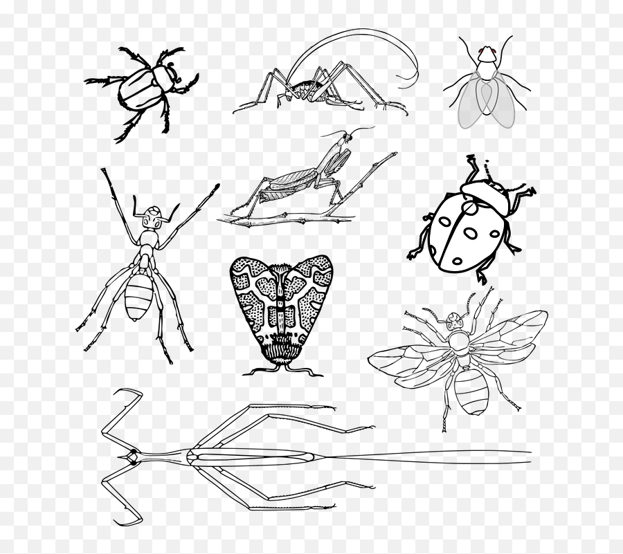 Insects Bugs Beetle - Realistic Bugs Coloring Page Emoji,Praying Mantis Emoji
