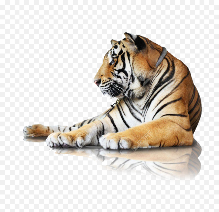 Tiger Stickers - Tiger Sitting Hd Png Emoji,Tiger Emoji