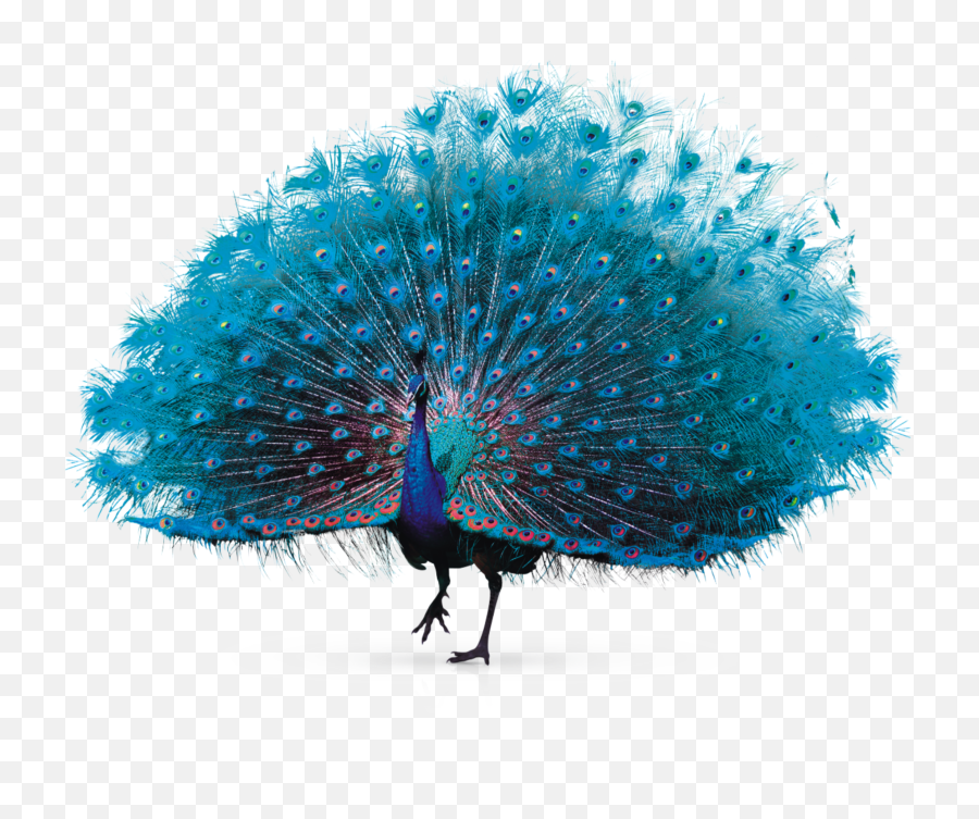Mq Blue Bird Peacock Feathers - Transparent Background Peacock Png Hd Emoji,Peacock Emoji