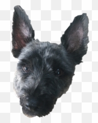 The Newest Ted Stickers - Scottish Terrier Emoji