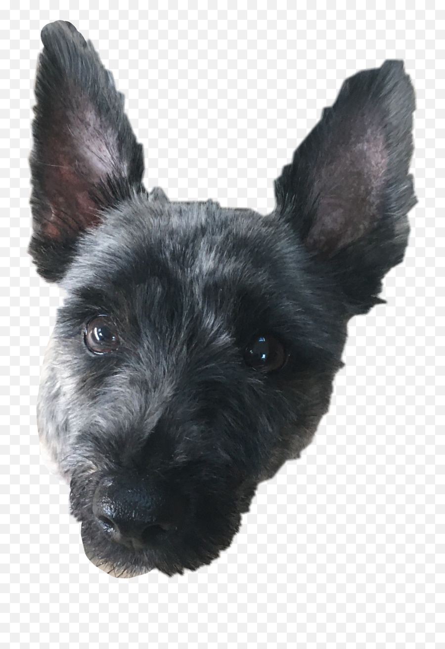 The Newest Ted Stickers - Scottish Terrier Emoji,Scottish Terrier Emoji