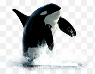 Largest Collection of Free - toEdit killer Stickers PicsArt Killer Whale Breaching Emoji