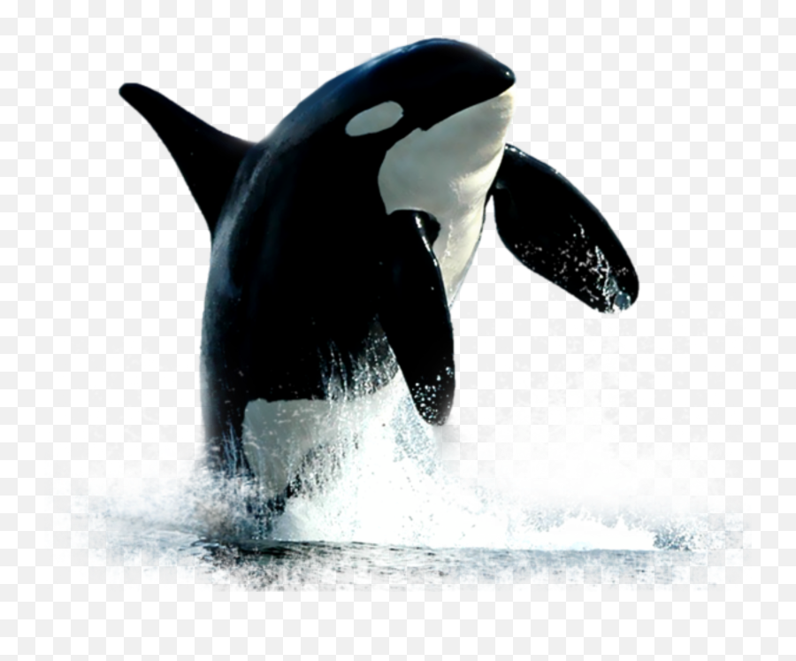 Largest Collection Of Free - Toedit Killer Stickers On Picsart Killer Whale Breaching Emoji,Emoji Free Whale