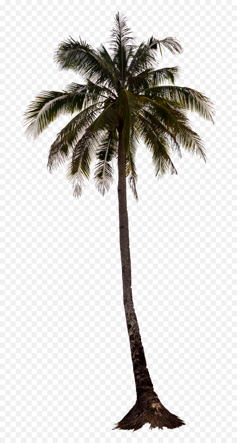 Download Hd Palm Tree Png Palm Trees - Palm Tree Render Png Emoji,Palm Tree Emoji
