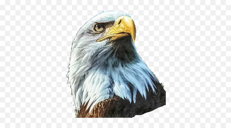 Eagle Bird Sticker - Eagle Drawing Emoji,Eagle Emoji
