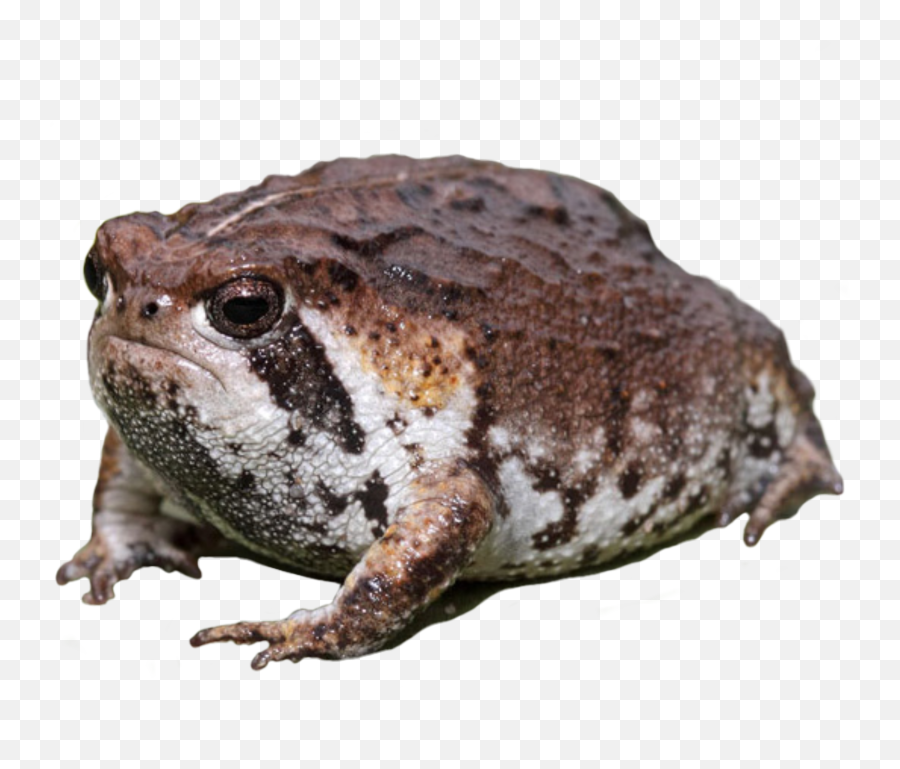 Frog Toad Sadface Round Sticker - Texas Toad Emoji,Toad Emoji