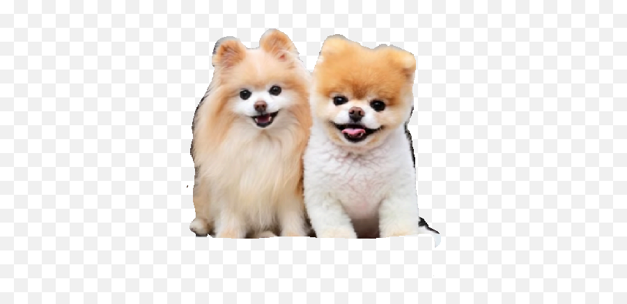Lucas Roblox Pack - Dog Supply Emoji,Pomeranian Emoji