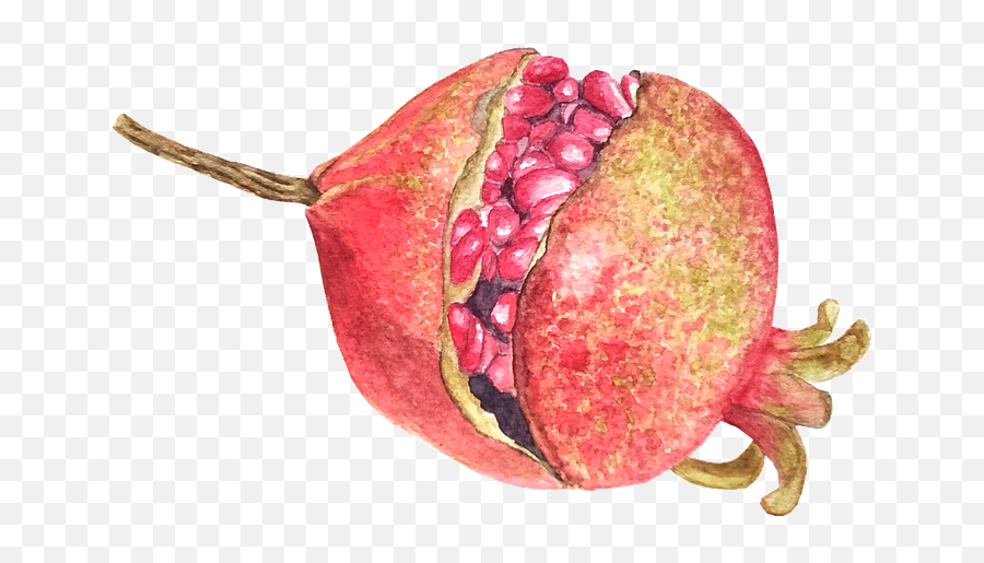 Pomegranate Fruit Watercolor - Pitaya Emoji,Costa Rica Emoji