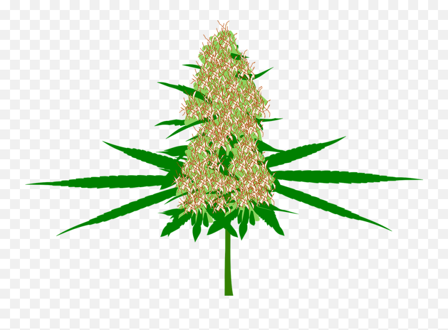 Cannabis Bud Marijuana - Vector Marijuana Bud Png Emoji,Pot Leaf Emoji