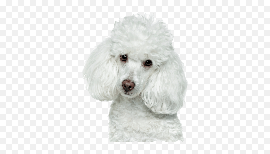 Free Png Images - French Poodle Png Emoji,Coffee And Poodle Emoji