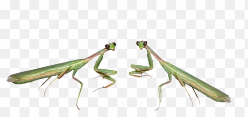 Mantis Png - Praying Transparent Background Emoji