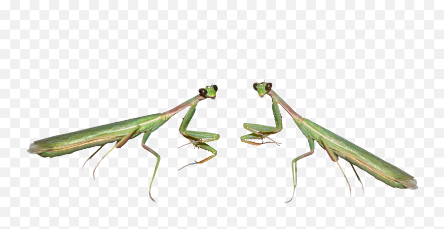 Mantis Png - Praying Mantis Transparent Background Emoji,Praying Mantis Emoji