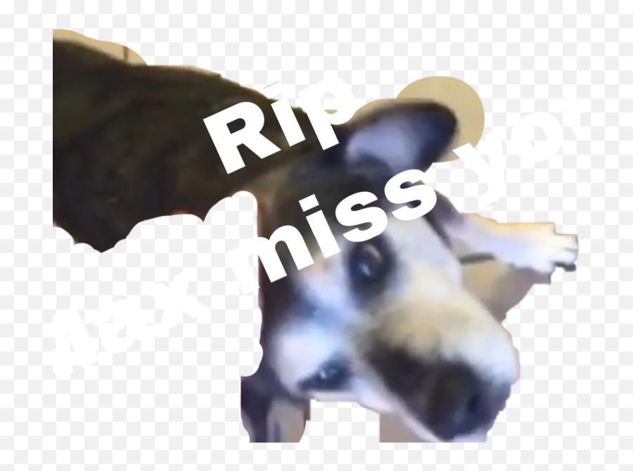 Popular And Trending Rip Dog Stickers On Picsart - Companion Dog Emoji,Jiffpom Emoji