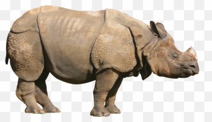 Rhino Coloring Page Transparent Png - One Horned Rhino Png Emoji,Rhino Emoji