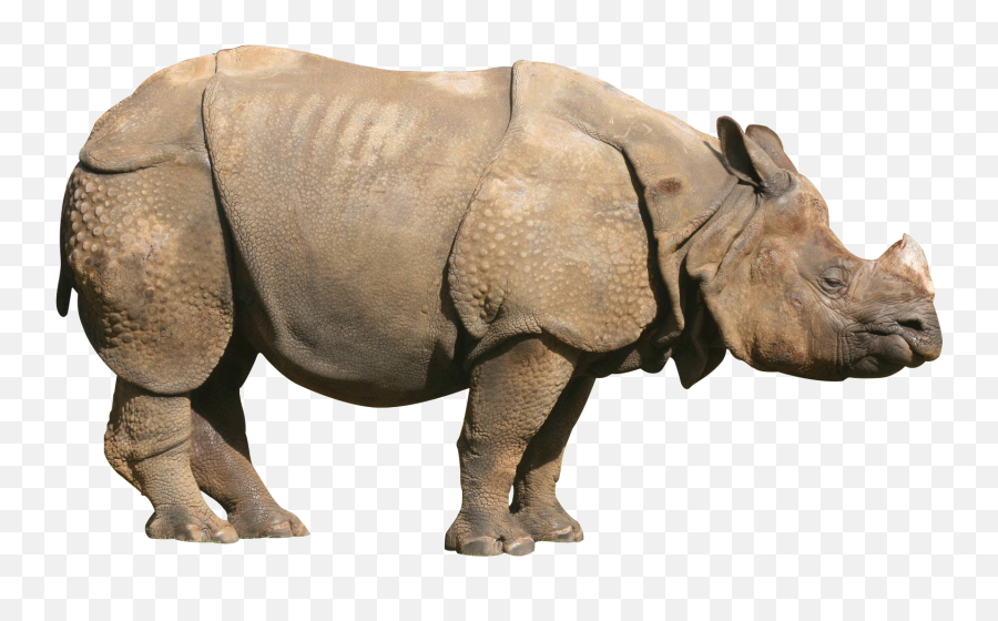 Rhino Coloring Page Transparent Png - One Horned Rhino Png Emoji,Rhino Emoji