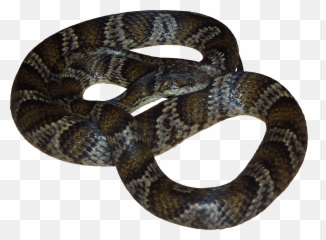 Download - High Resolution Snake Png Emoji