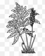 Fern Little Plant Bush Forest - Fern Clip Art Emoji,Pot Leaf Emoji