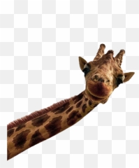 Giraffe Jungle Animals - D Animaux Les Plus Drôles 2019 Emoji,Giraffe Emoji.com