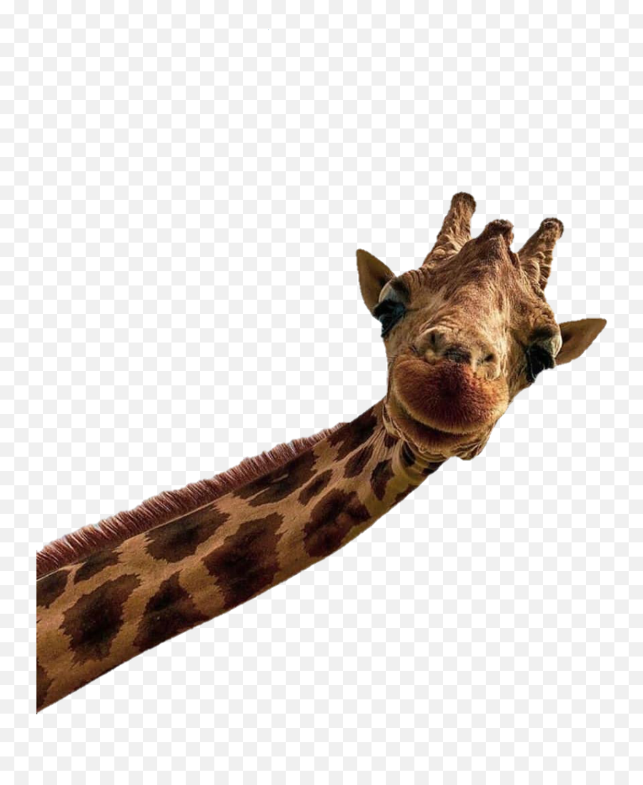 Giraffe Jungle Animals - D Animaux Les Plus Drôles 2019 Emoji,Giraffe Emoji.com