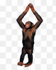 Png Monkey Transparent Png Png Emoji,Sock Monkey Emoji