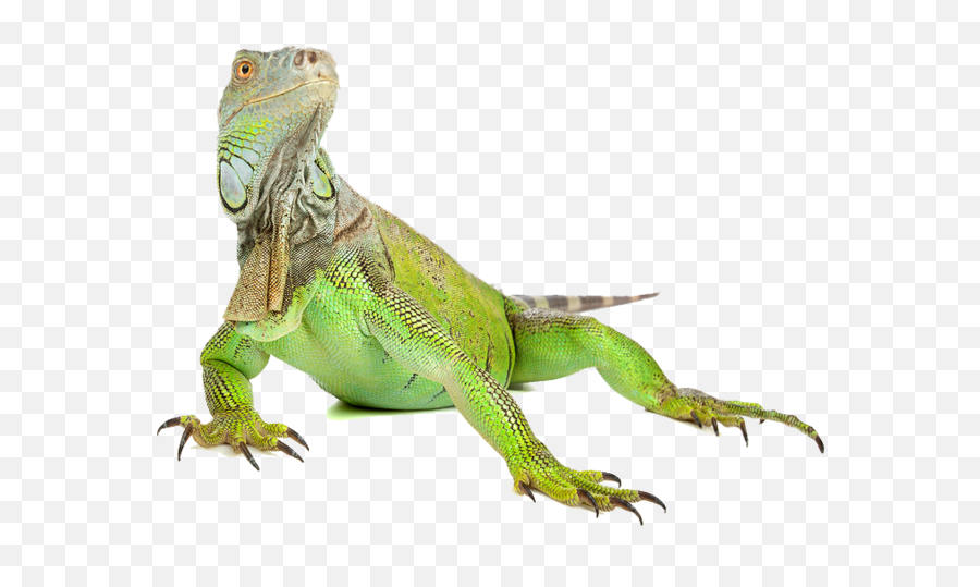 Iguana Png Transparent Cartoon - Green Iguana Png Emoji,Iguana Emoji