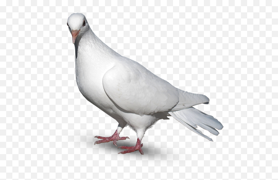 Pigeon Editing Background Png Download For Picsart - Picsart Pigeon Png  Emoji,Pigeon Emoji - free transparent emoji 