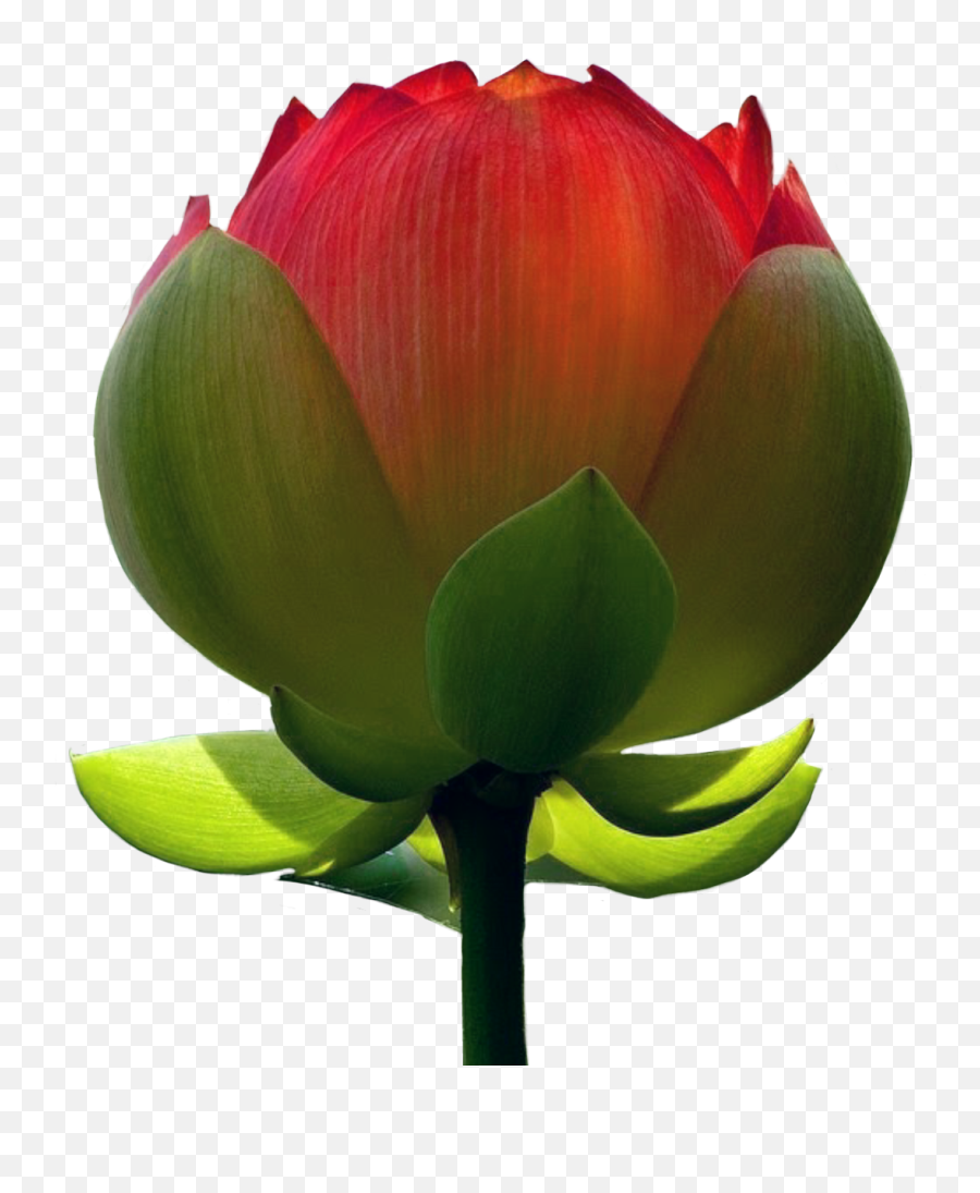 Lotusflower Lotus Flower Flowers Redflower Red Roses - Cintai Diri Sendiri Baru Orang Lain Emoji,Lotus Flower Emoji