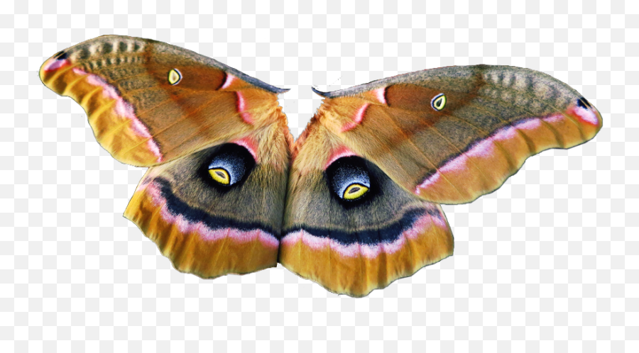 Freetoedit Moth Wings Flying Beatiful Eyes Naturalbeaut - Silkkiperhonen Emoji,Moth Emoji